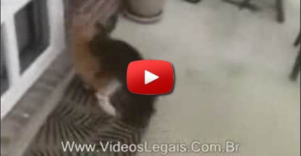Comer Gato Por Lebre